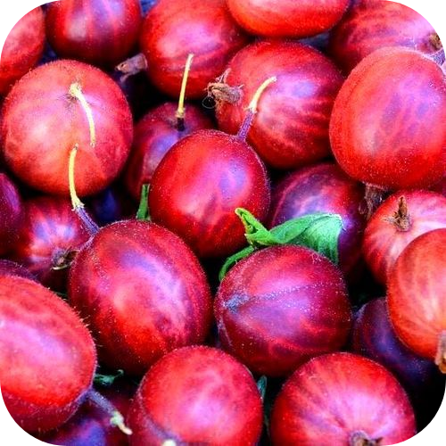 Крыжовник "Каменяр" Крыжовник "Каменяр"