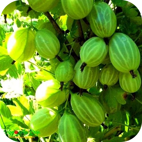 Крыжовник "Мраморный" Крыжовник "Мраморный"
