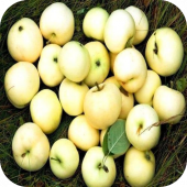 Яблоня "Белый Налив" Яблоня "Белый Налив"