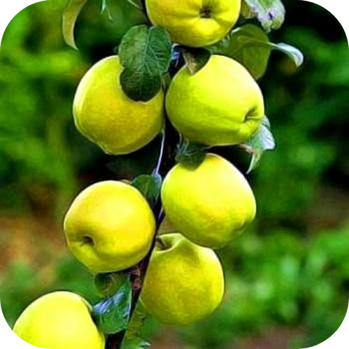 Яблоня колоновидная "Камила" 